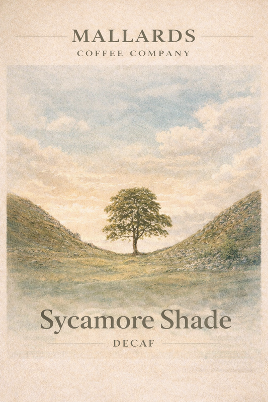 Sycamore Shade